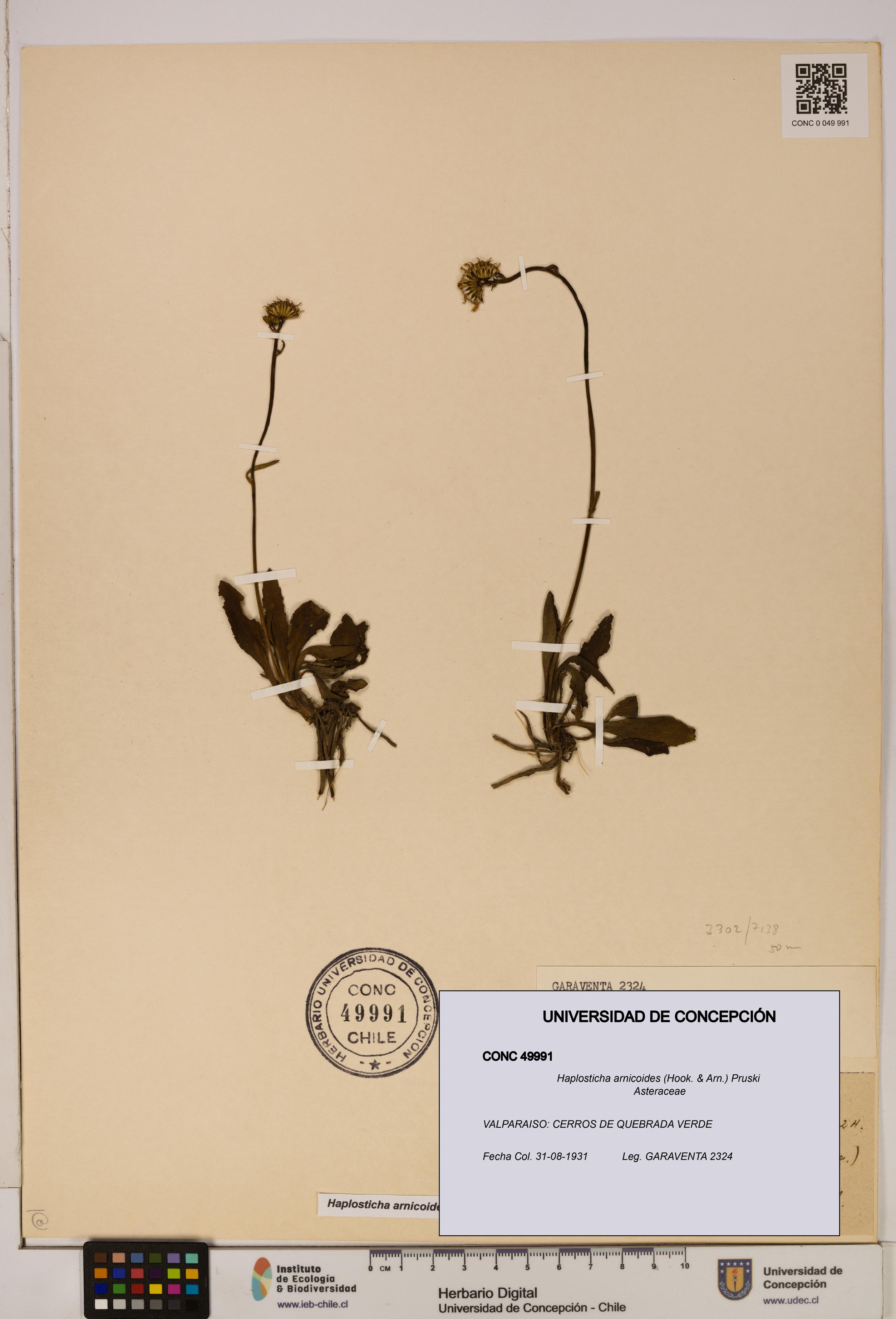 Haplosticha arnicoides [Espécimen: UDEC:CONC:0049991]