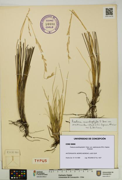 Festuca acanthophylla var. scabriuscula [Espécimen: UDEC:CONC:0050000]