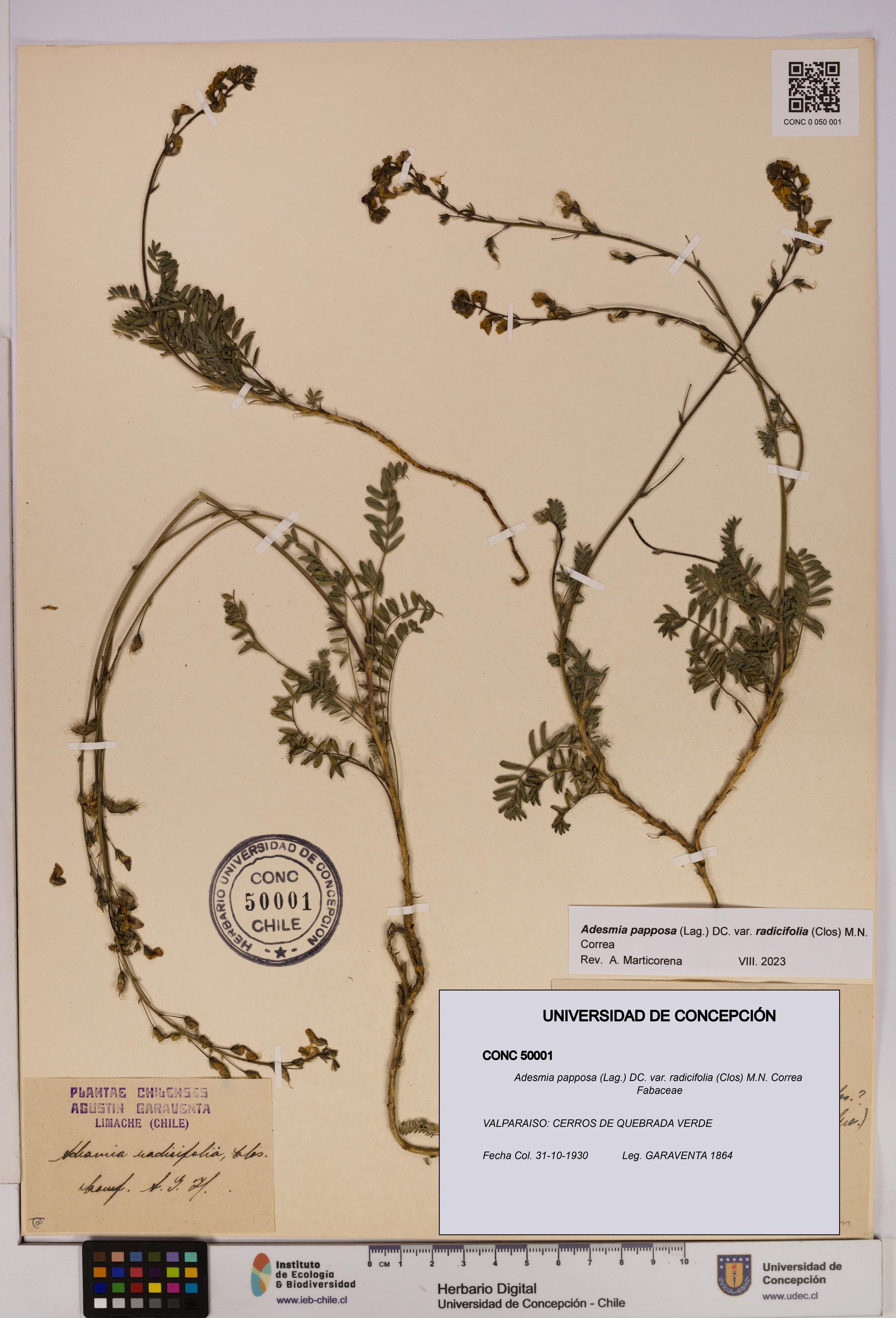Adesmia papposa var. radicifolia [Espécimen: UDEC:CONC:0050001]