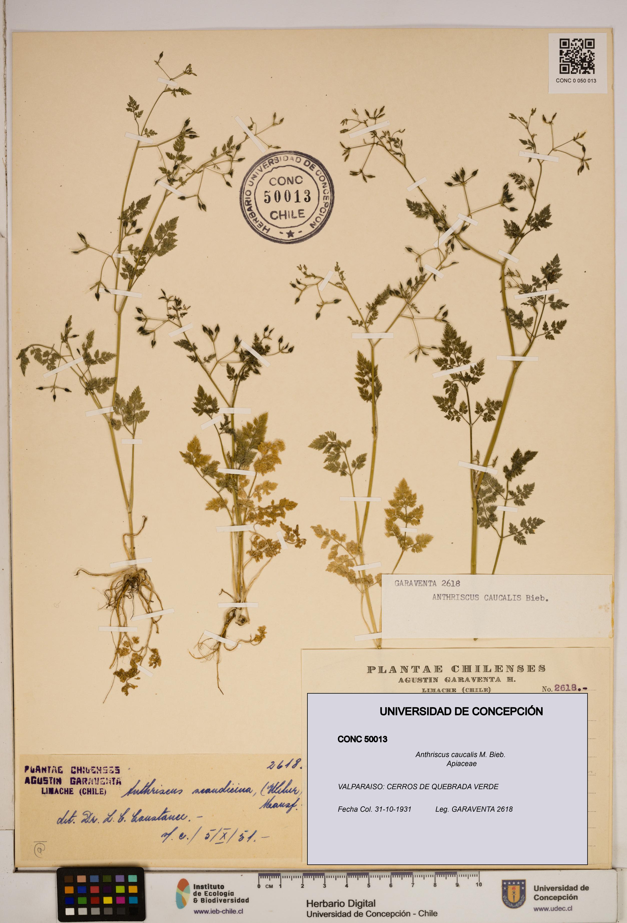 Anthriscus caucalis [Espécimen: ]