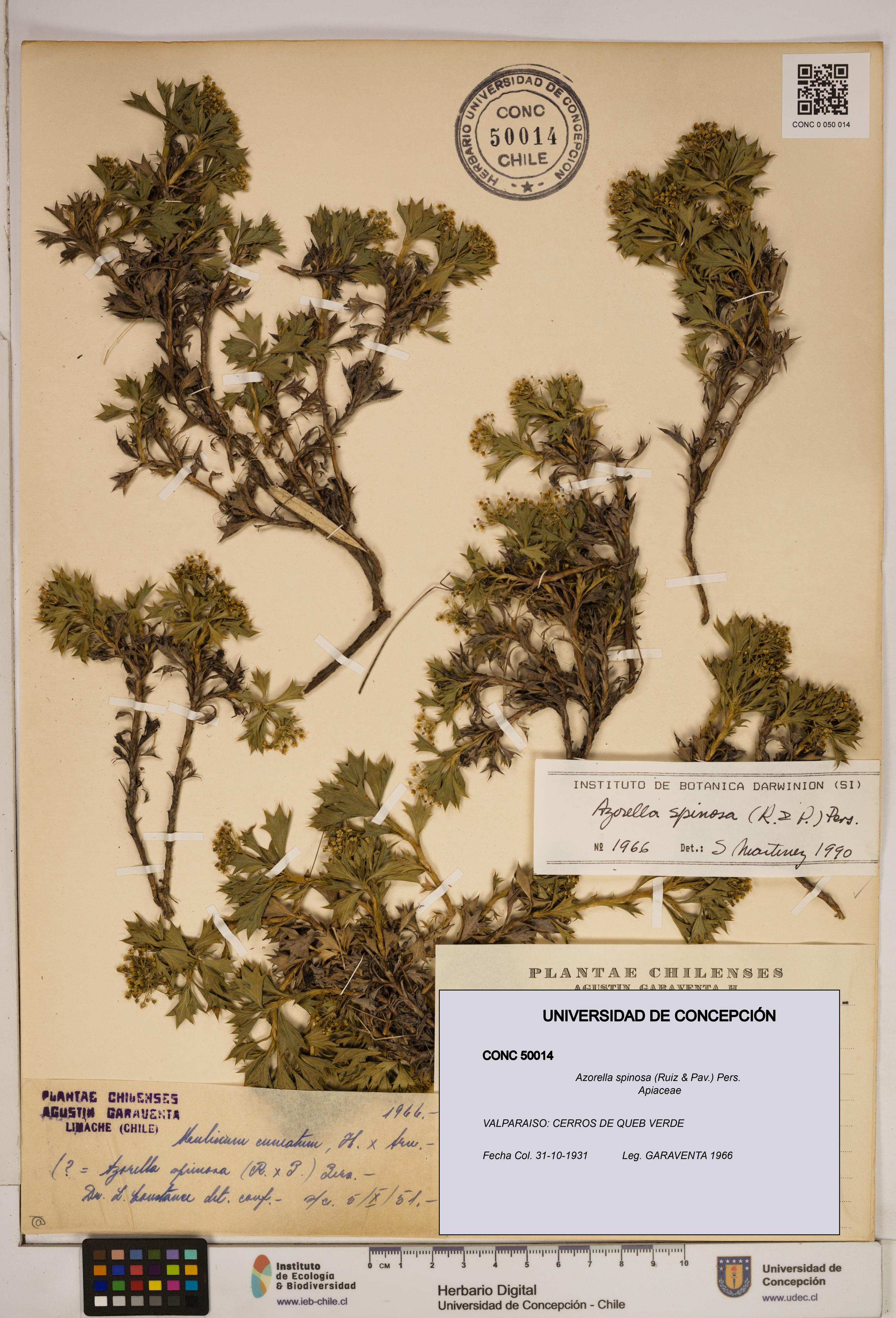 Azorella spinosa [Espécimen: ]