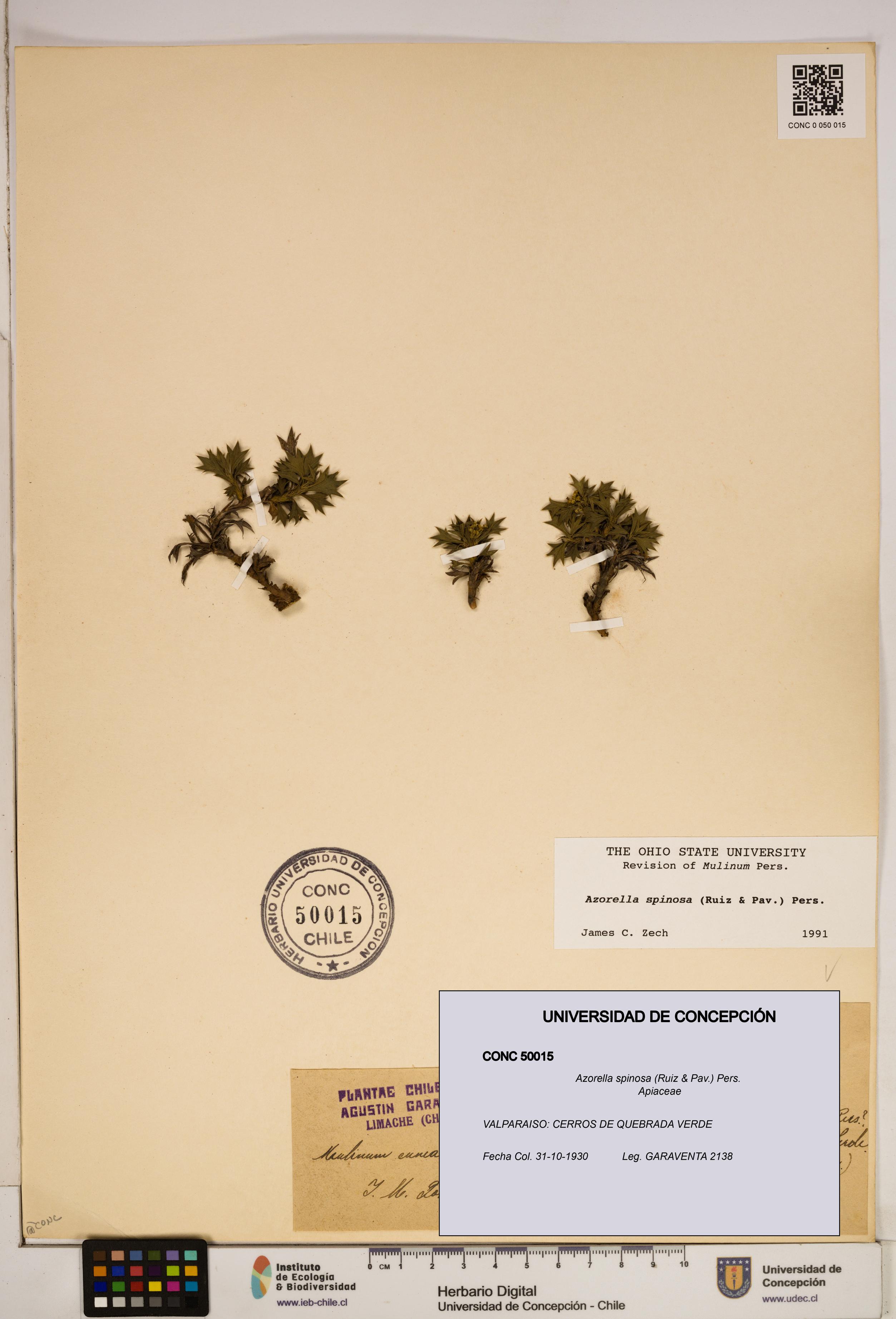 Azorella spinosa [Espécimen: ]