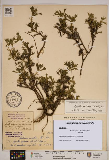 Azorella spinosa [Espécimen: ]