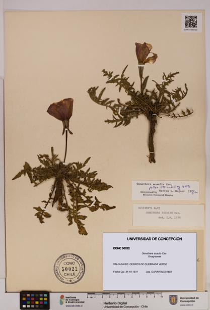Oenothera acaulis [Espécimen: UDEC:CONC:0050022]