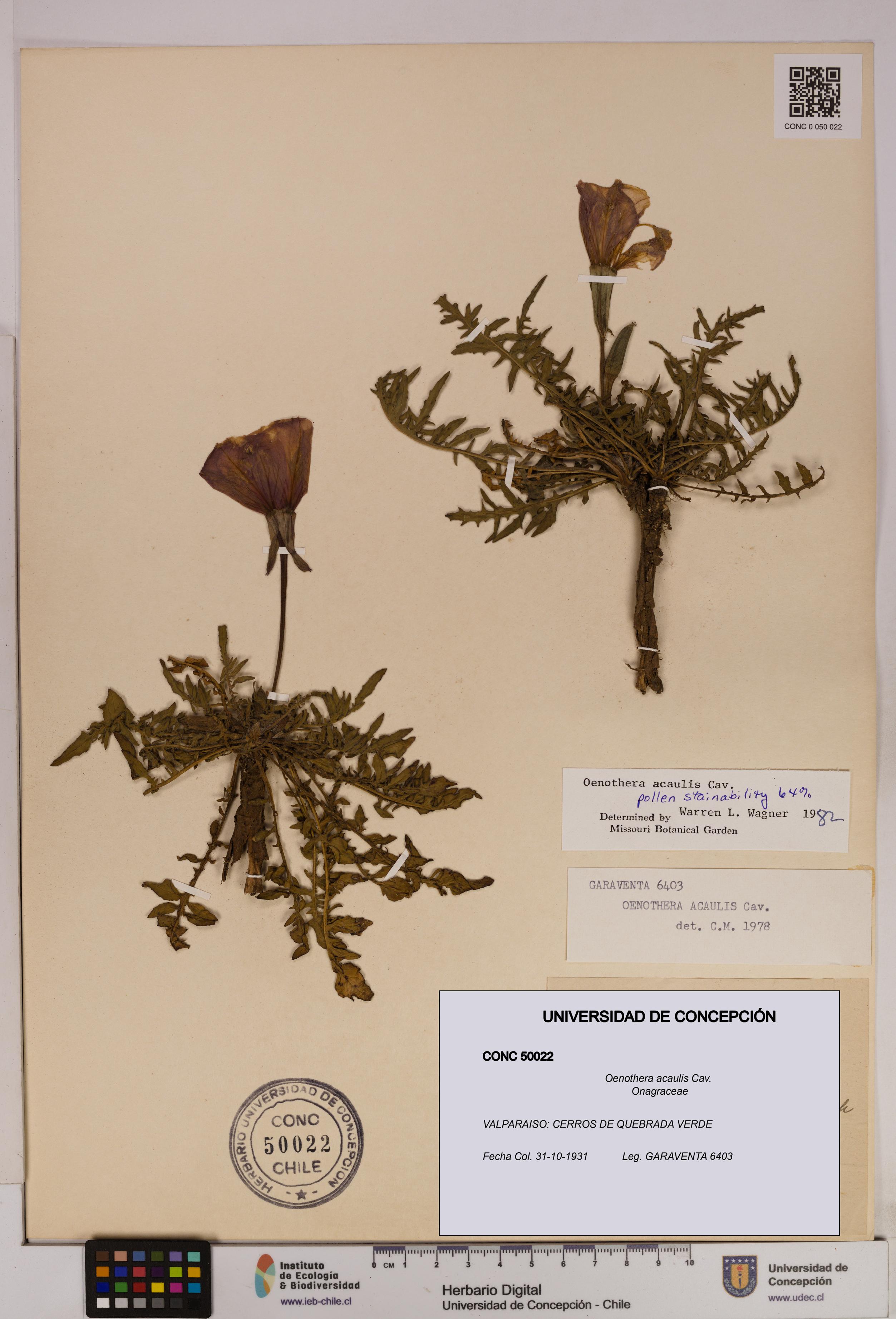 Oenothera acaulis [Espécimen: UDEC:CONC:0050022]