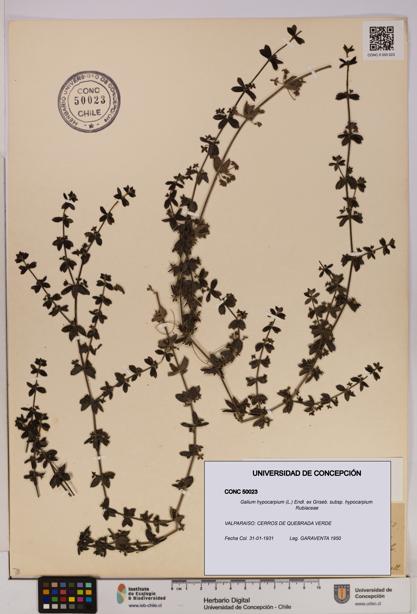 Galium hypocarpium subsp. hypocarpium [Espécimen: UDEC:CONC:0050023]