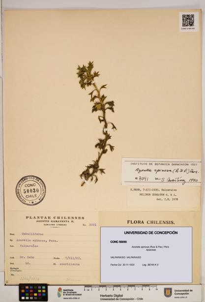 Azorella spinosa [Espécimen: ]