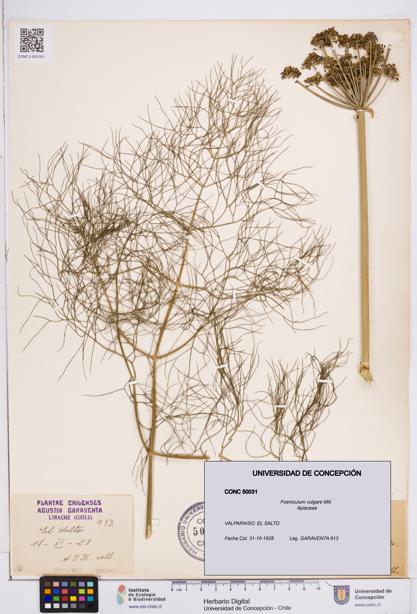 Foeniculum vulgare [Espécimen: ]