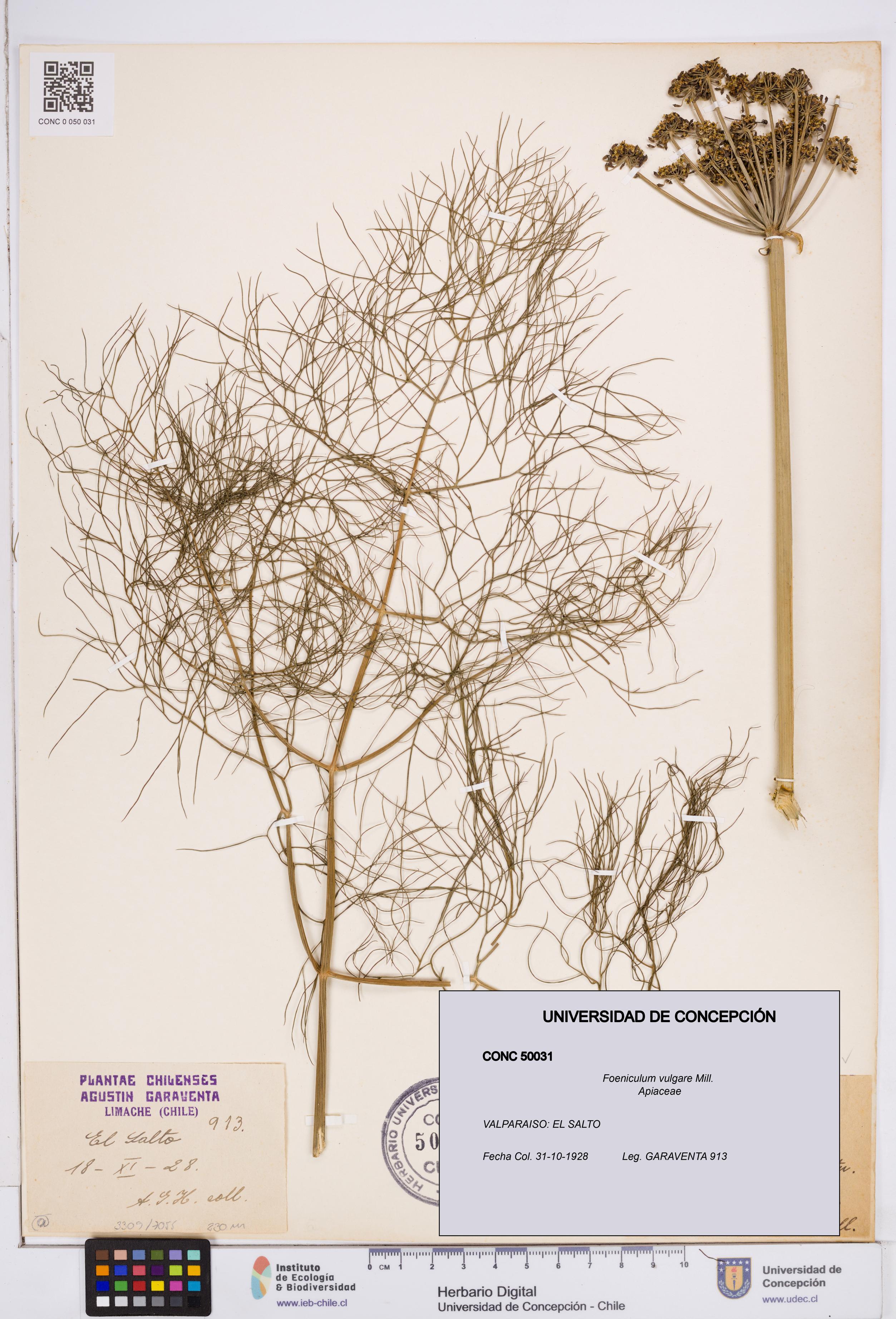 Foeniculum vulgare [Espécimen: ]