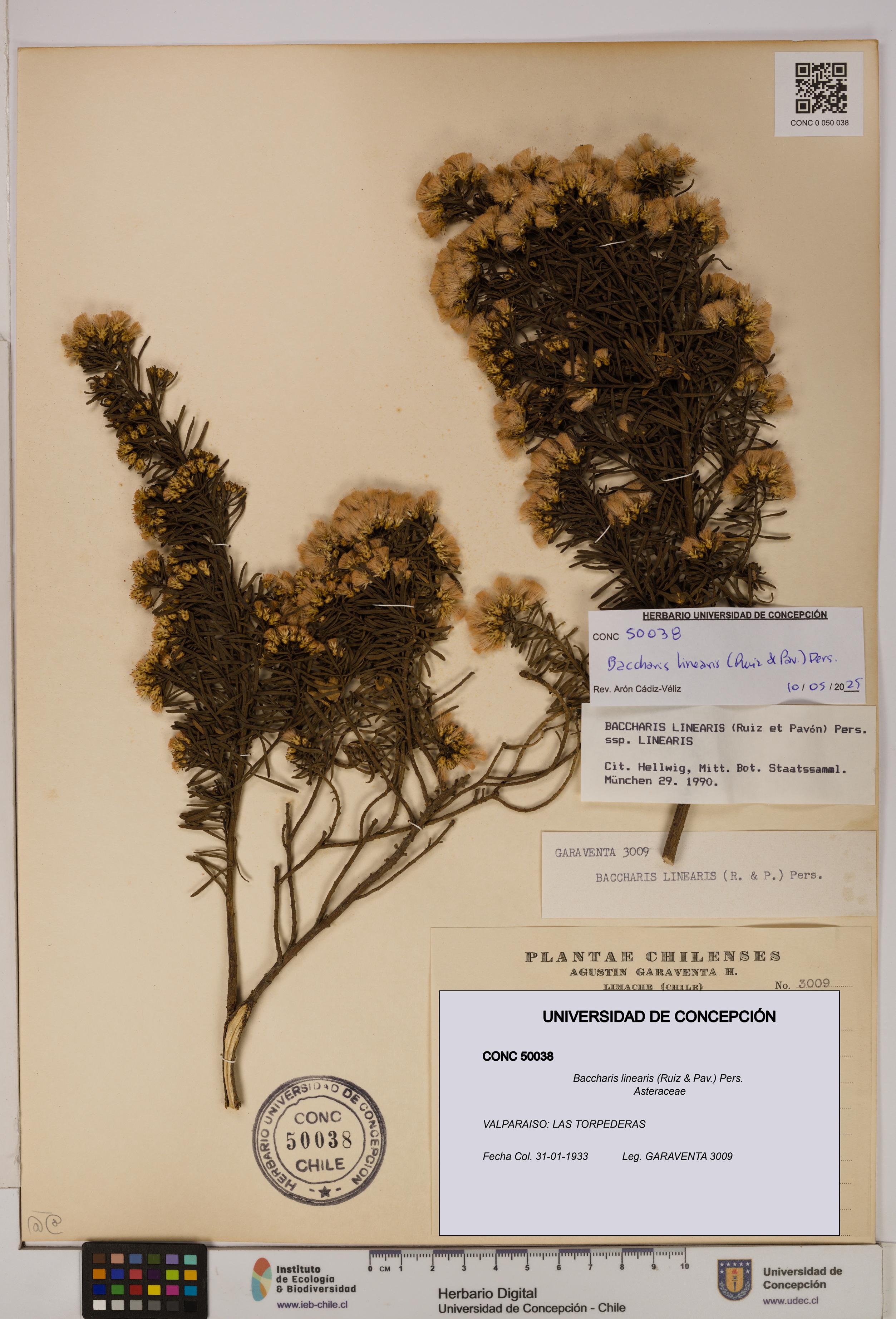 Baccharis linearis [Espécimen: UDEC:CONC:0050038]