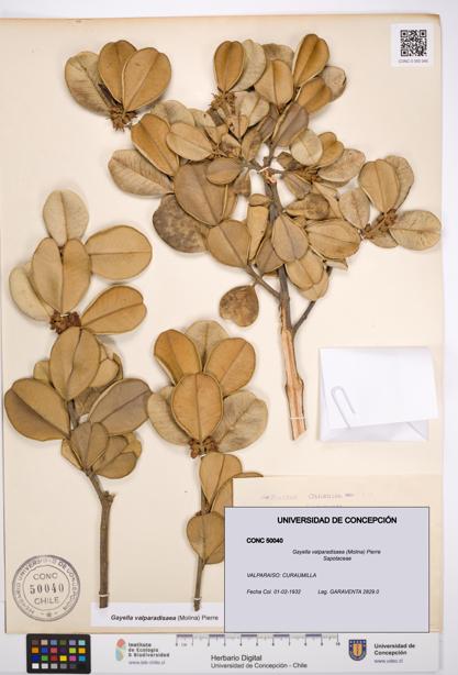 Gayella valparadisaea [Espécimen: UDEC:CONC:0050040]