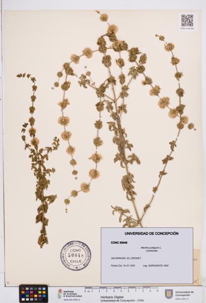 Mentha pulegium [Espécimen: ]