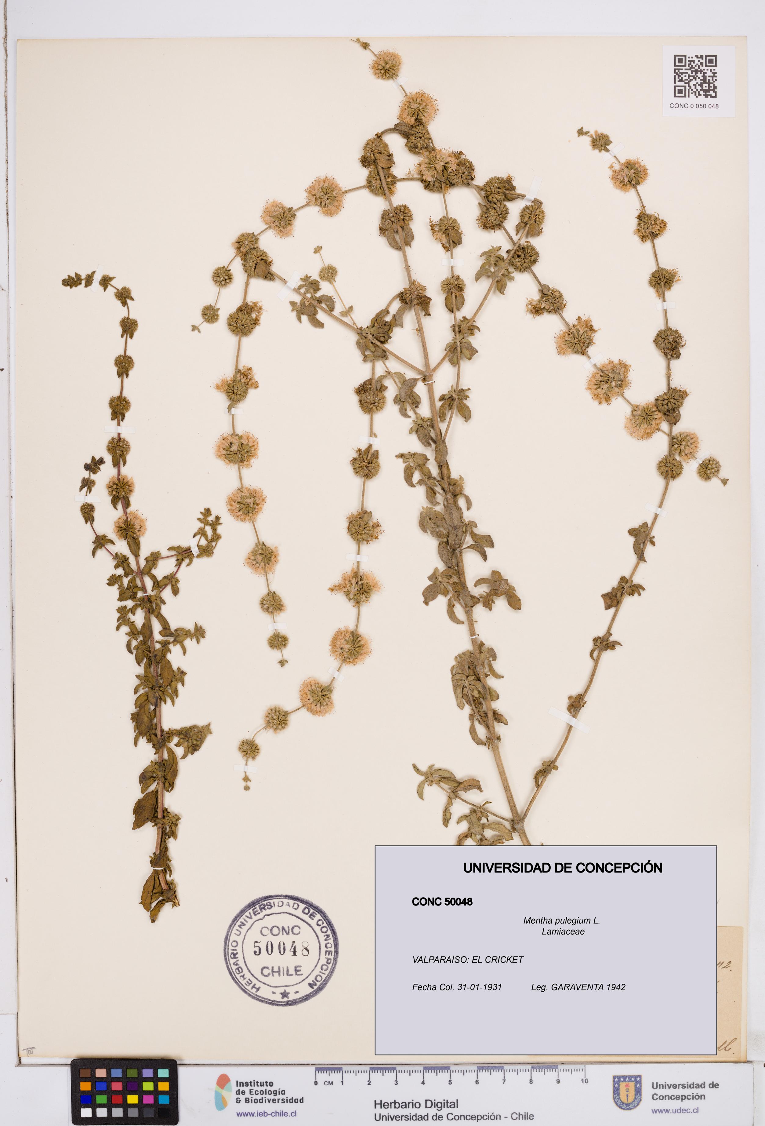 Mentha pulegium [Espécimen: ]