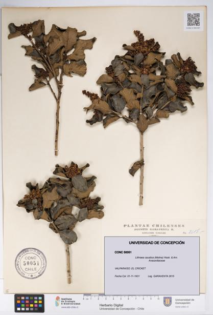 Lithraea caustica [Espécimen: UDEC:CONC:0050051]