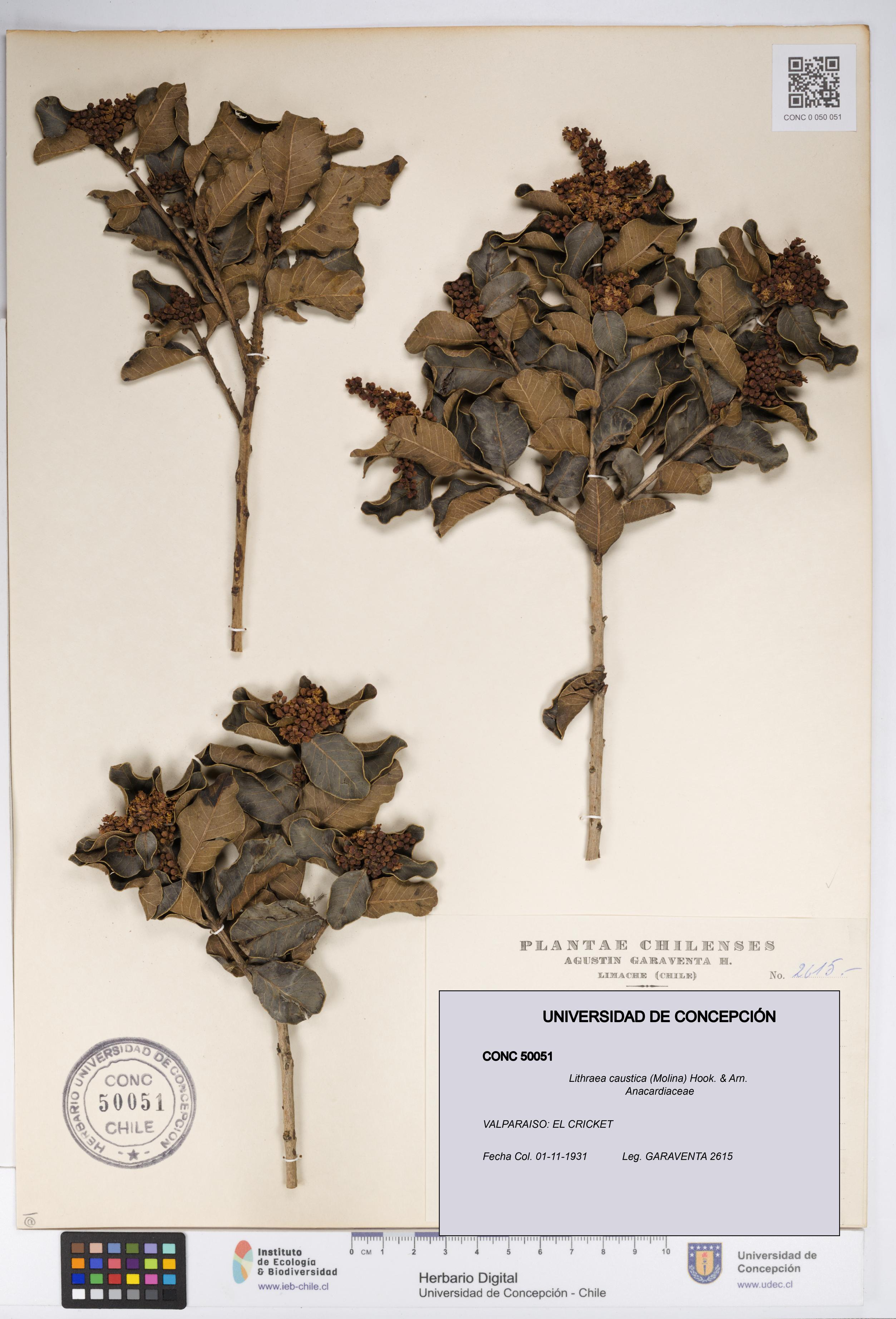 Lithraea caustica [Espécimen: UDEC:CONC:0050051]