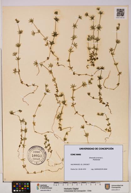 Sherardia arvensis [Espécimen: UDEC:CONC:0050052]