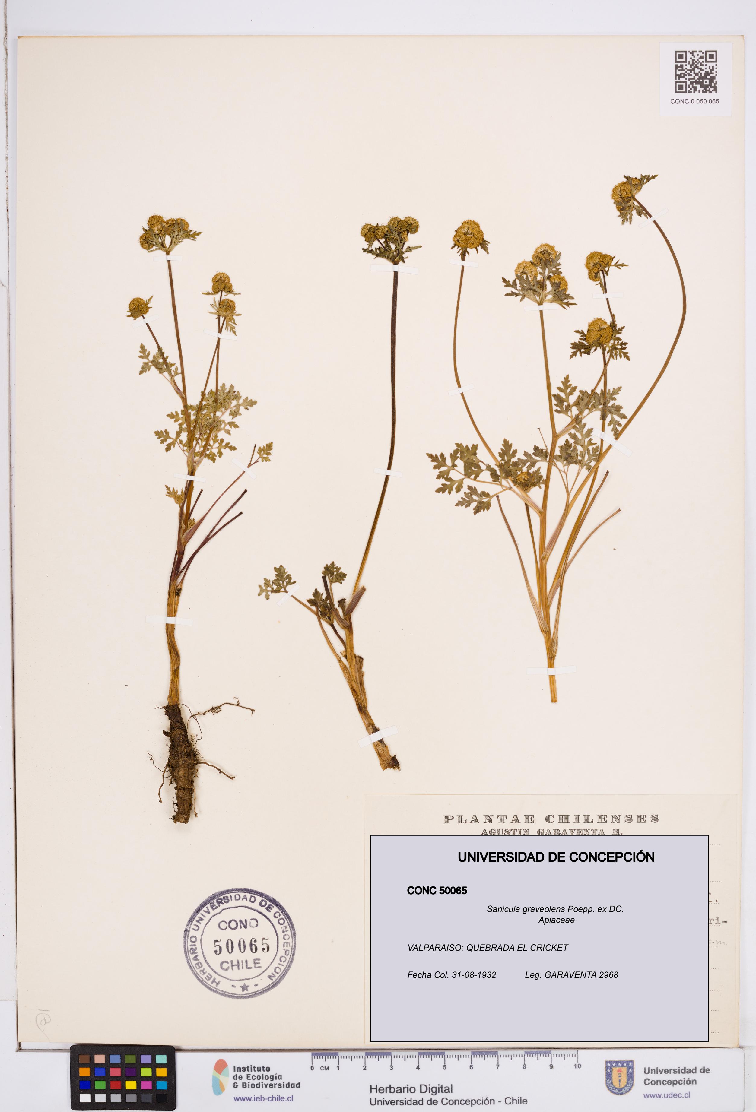 Sanicula graveolens [Espécimen: ]