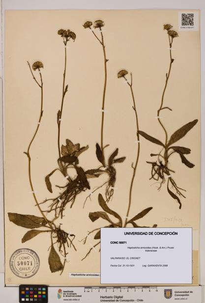 Haplosticha arnicoides [Espécimen: UDEC:CONC:0050071]
