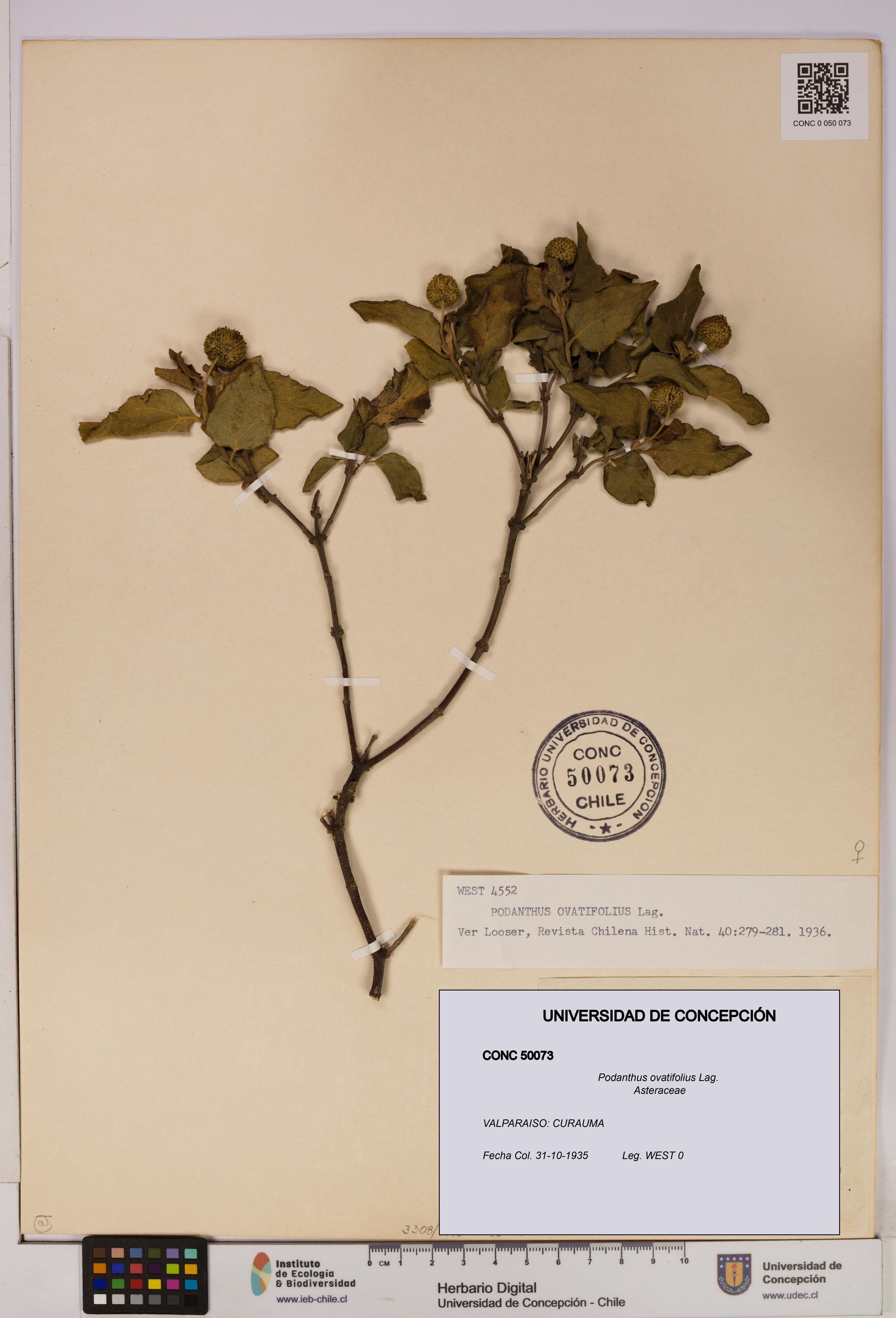 Podanthus ovatifolius [Espécimen: ]