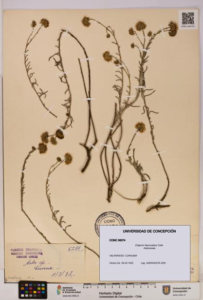 Erigeron fasciculatus [Espécimen: UDEC:CONC:0050074]