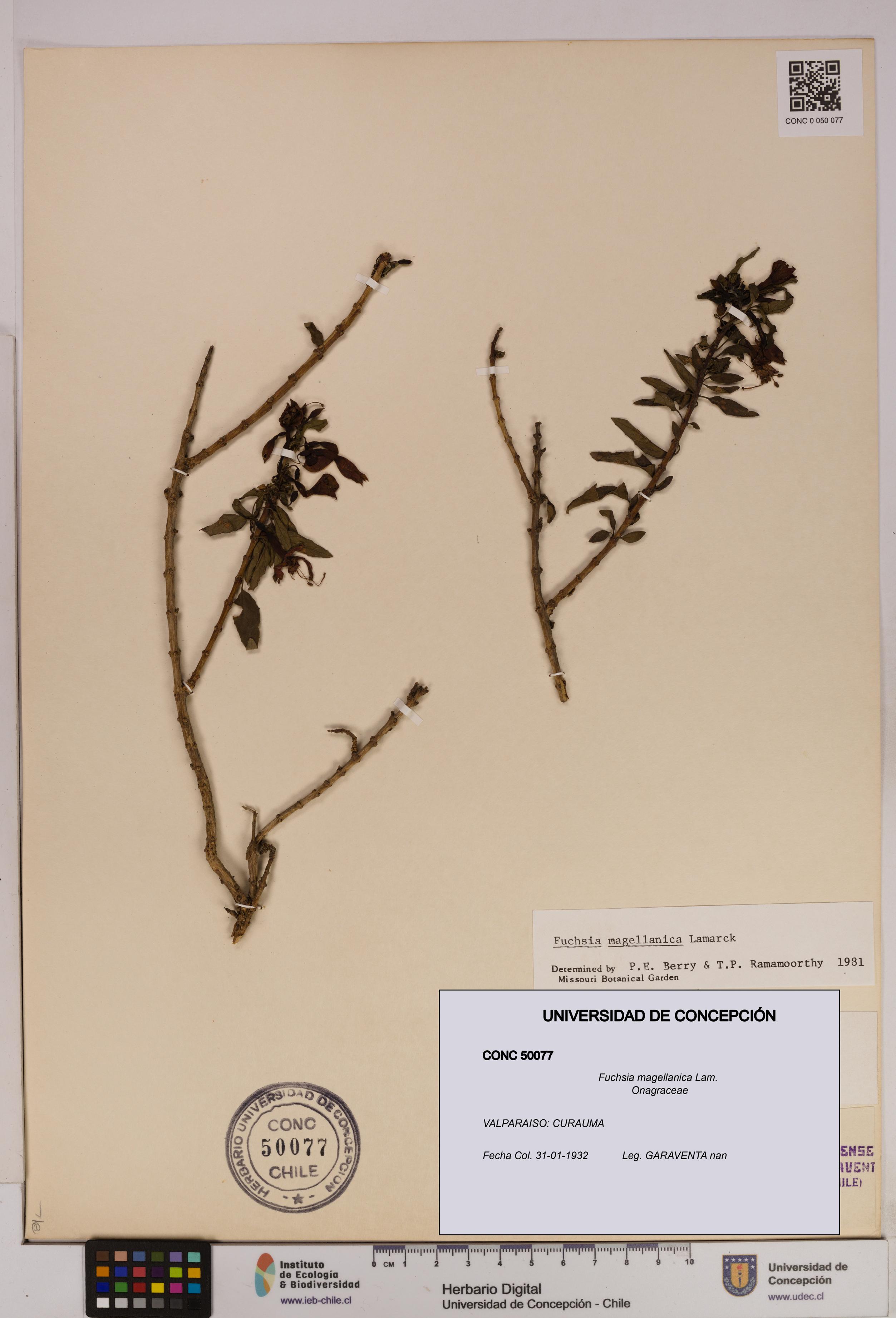 Fuchsia magellanica [Espécimen: UDEC:CONC:0050077]
