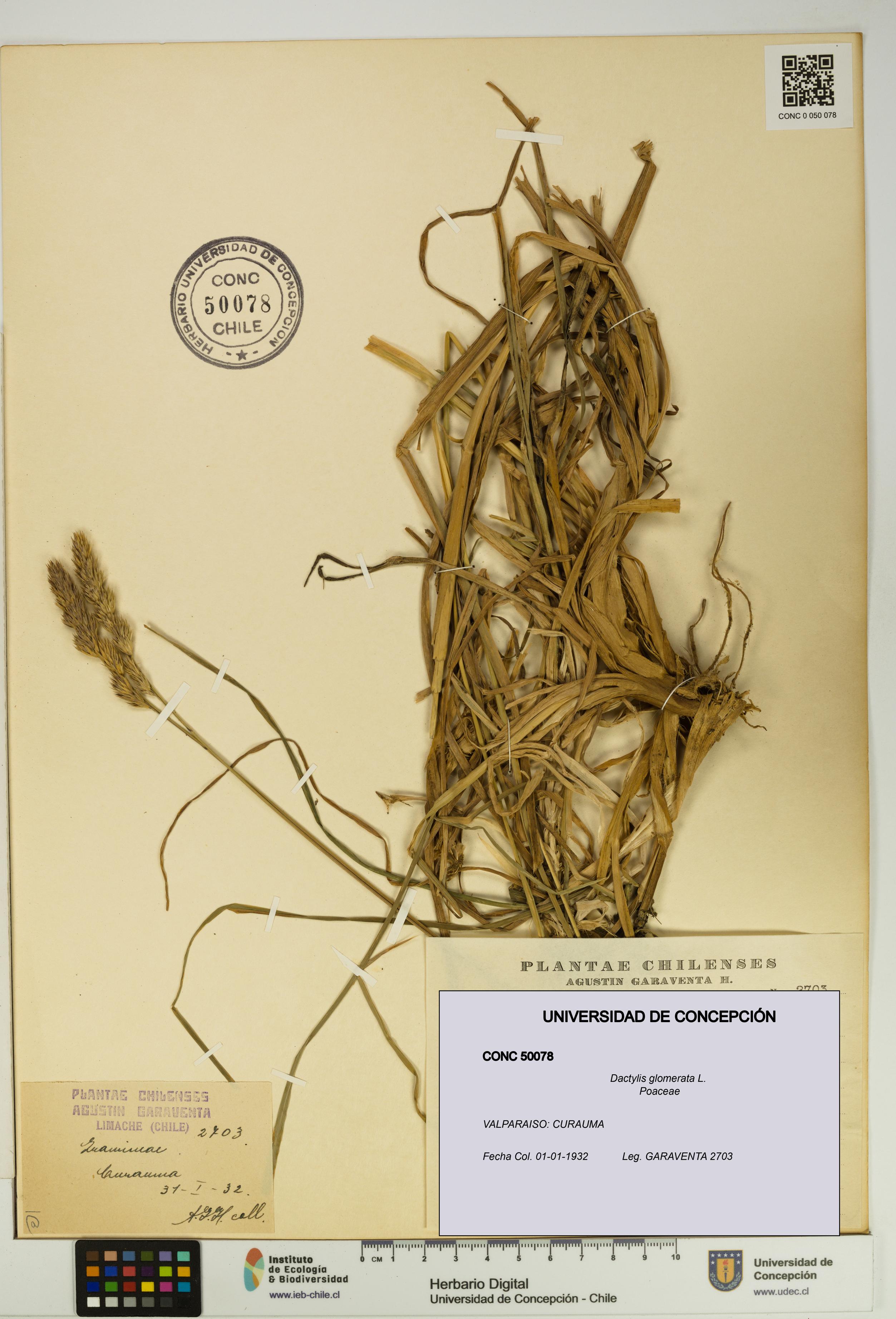 Dactylis glomerata [Espécimen: UDEC:CONC:0050078]