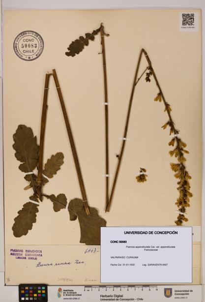 Francoa appendiculata [Espécimen: ]
