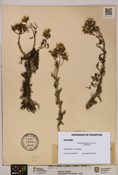 Senecio bahioides [Espécimen: UDEC:CONC:0050090]