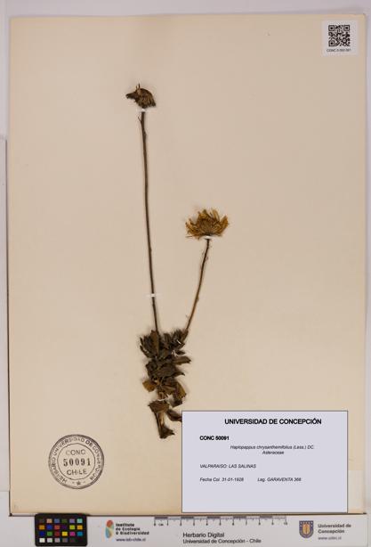 Haplopappus chrysanthemifolius [Espécimen: UDEC:CONC:0050091]