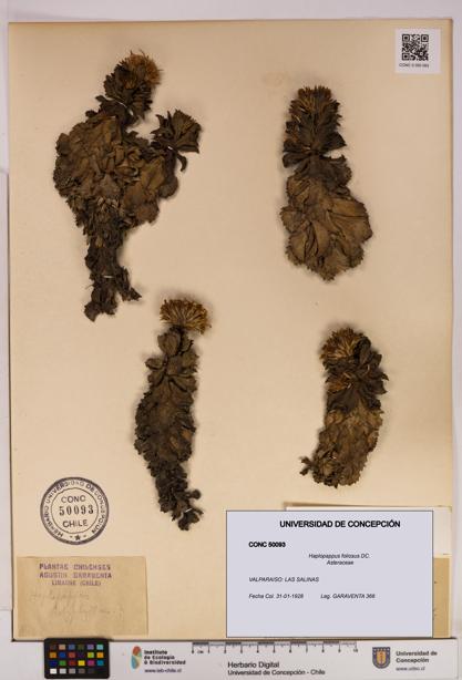 Haplopappus foliosus [Espécimen: UDEC:CONC:0050093]