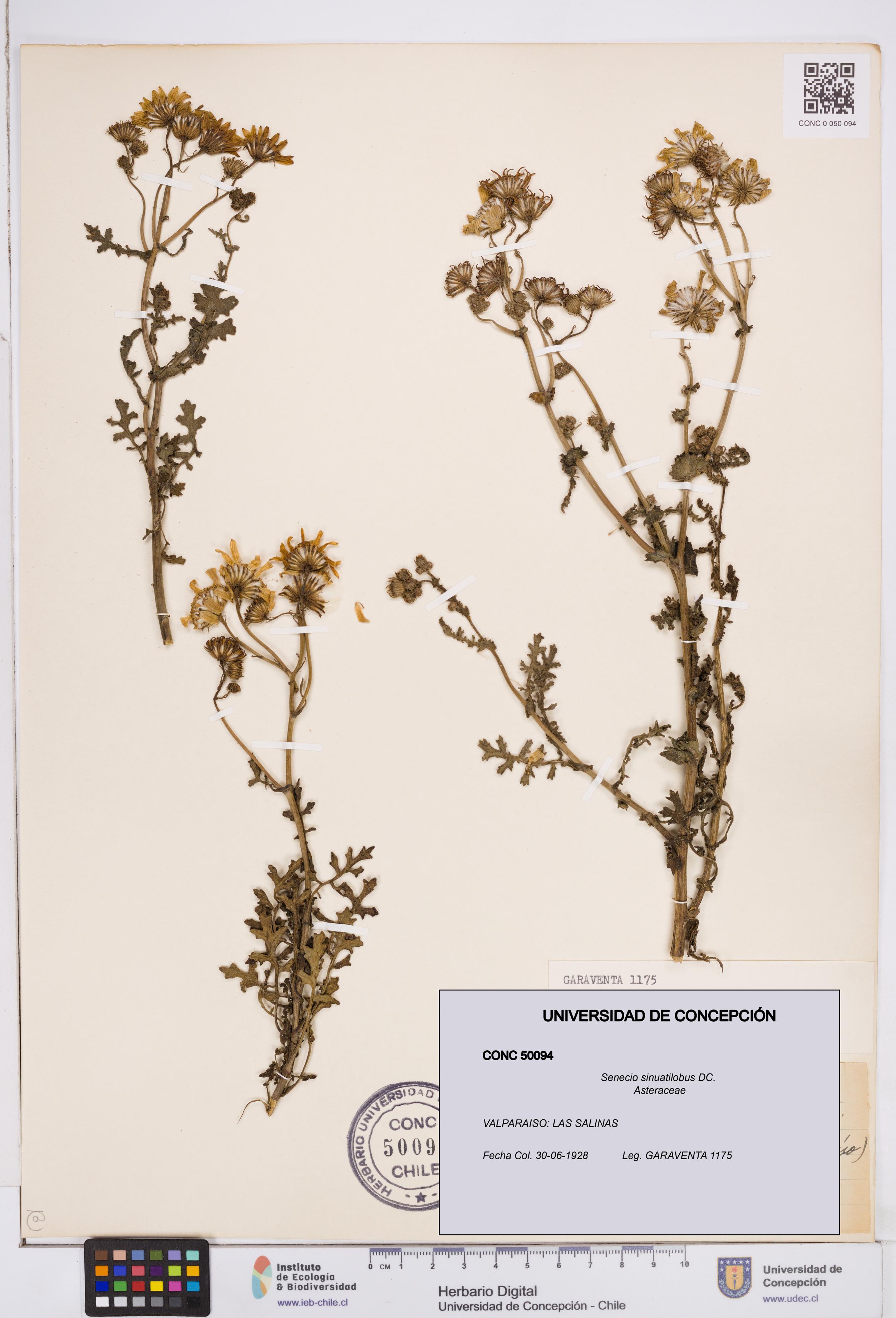 Senecio sinuatilobus [Espécimen: ]