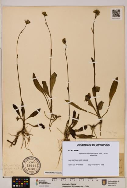 Haplosticha arnicoides [Espécimen: UDEC:CONC:0050096]