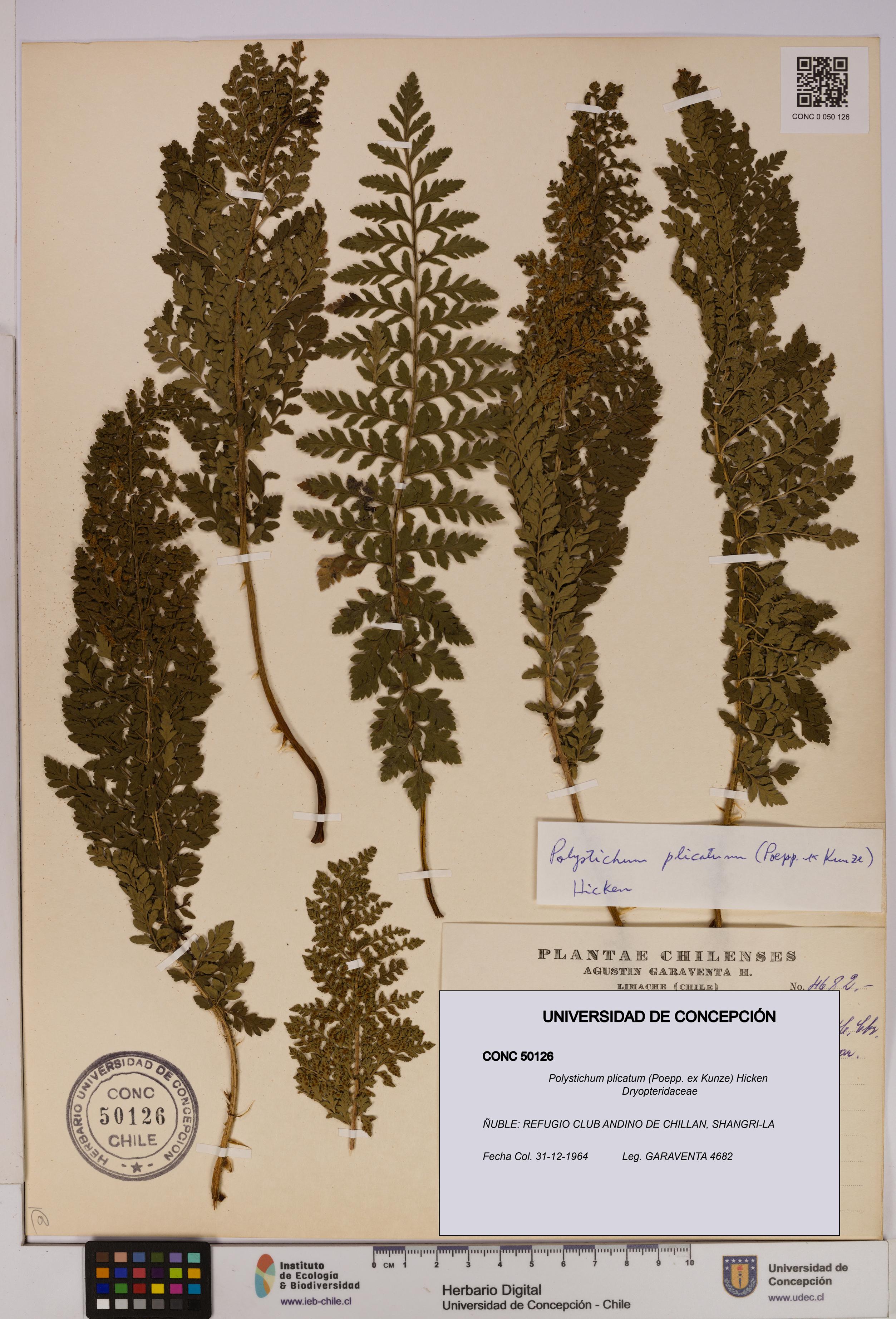 Polystichum plicatum [Espécimen: UDEC:CONC:0050126]