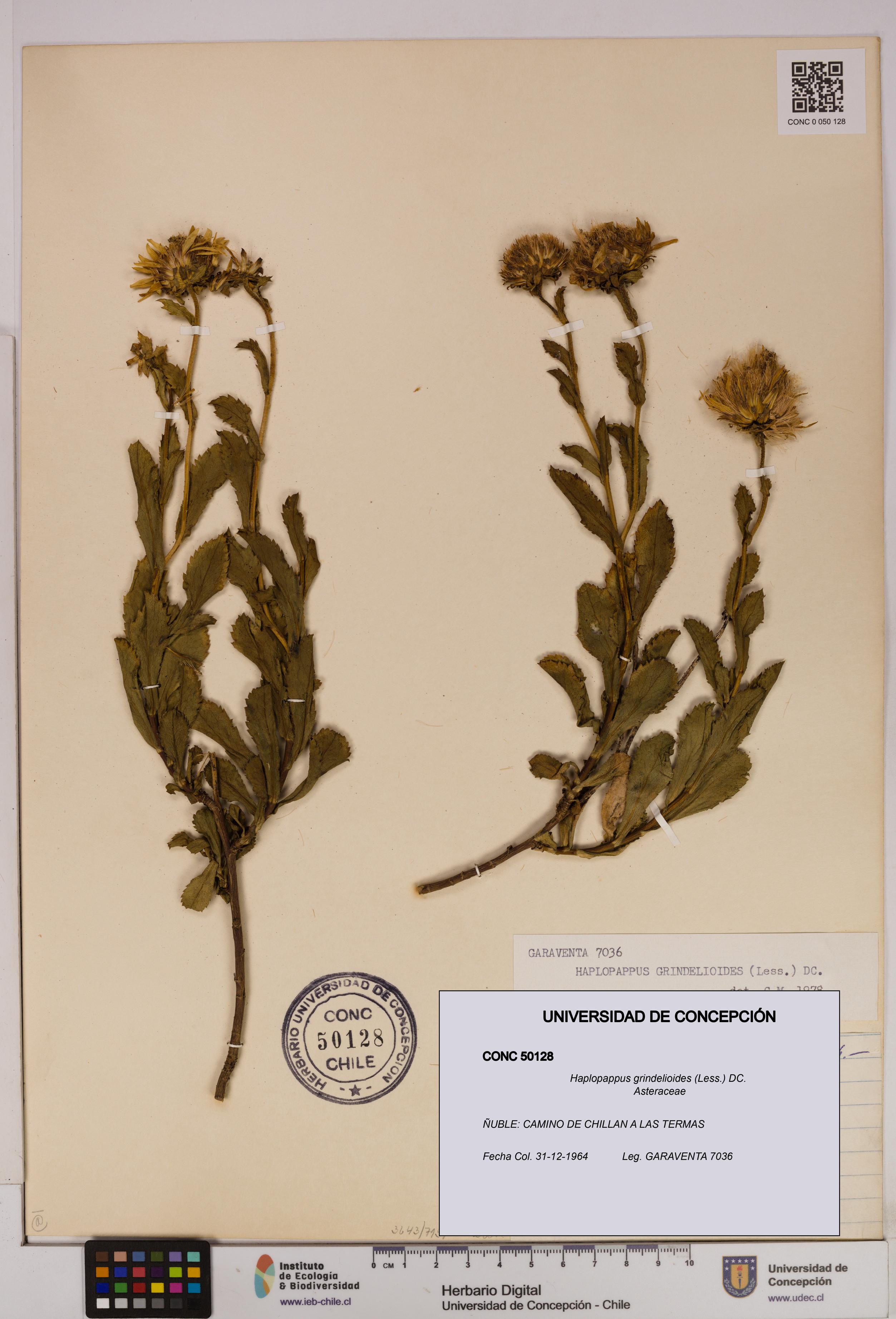 Haplopappus grindelioides [Espécimen: UDEC:CONC:0050128]