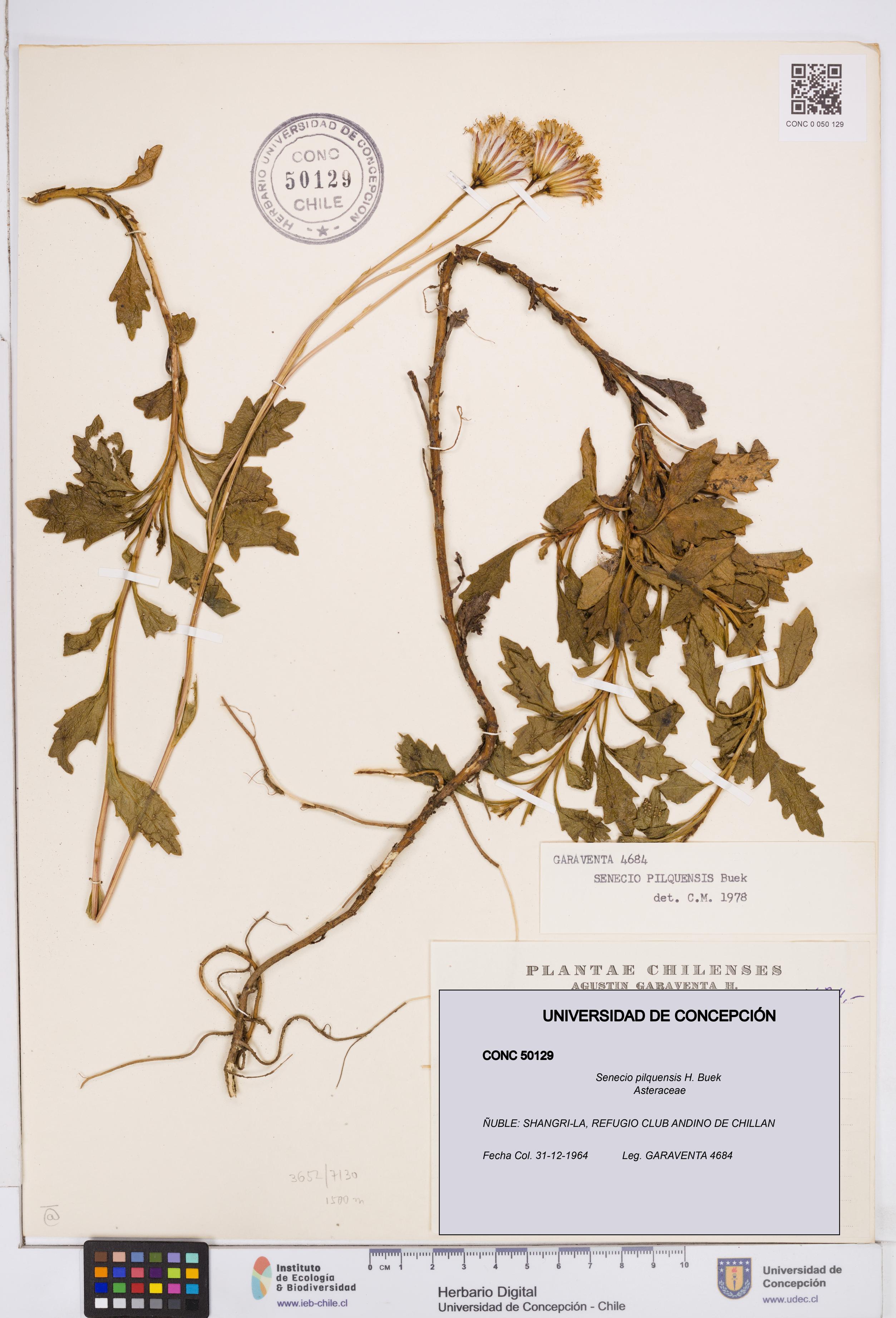 Senecio pilquensis [Espécimen: ]