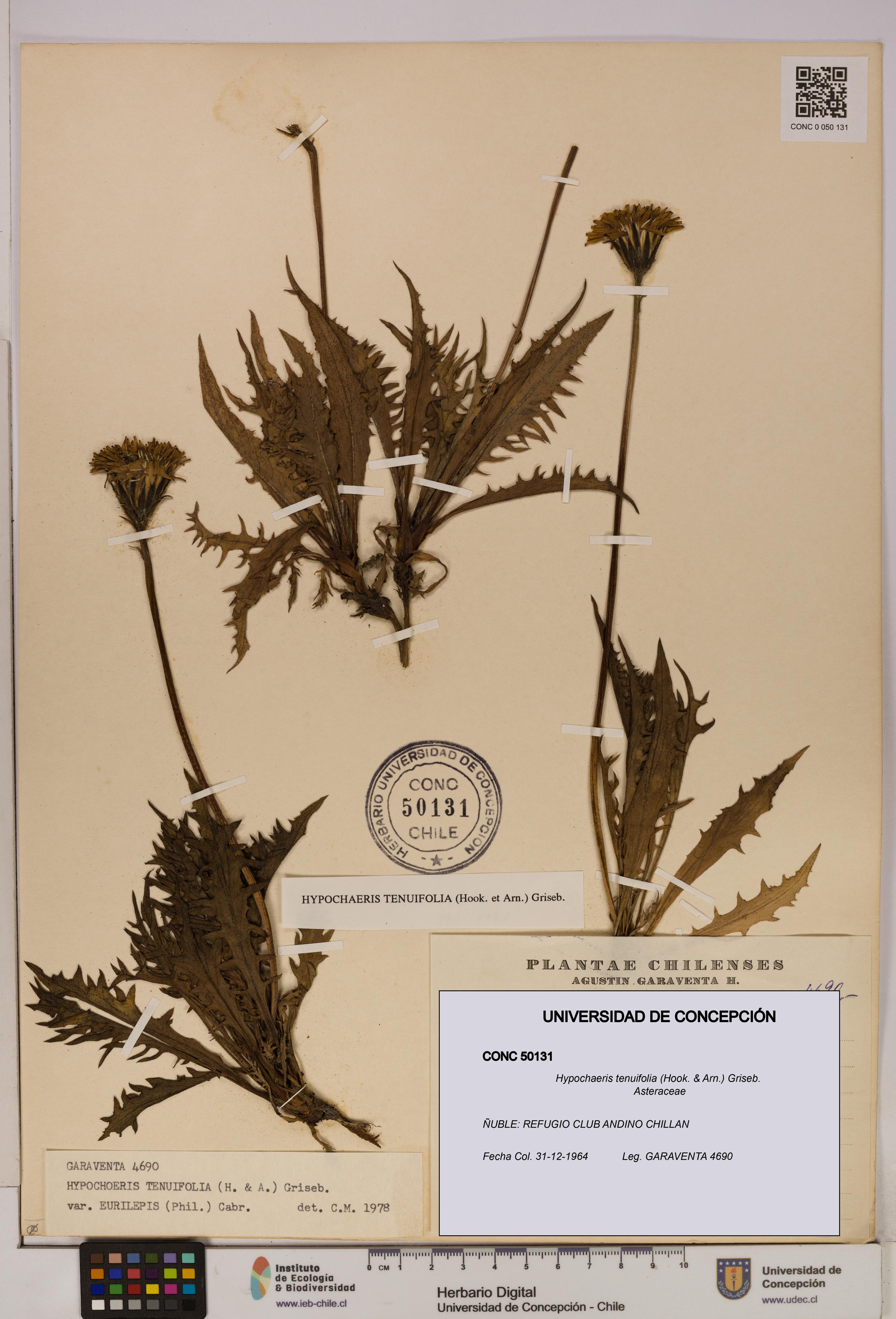 Hypochaeris tenuifolia [Espécimen: UDEC:CONC:0050131]