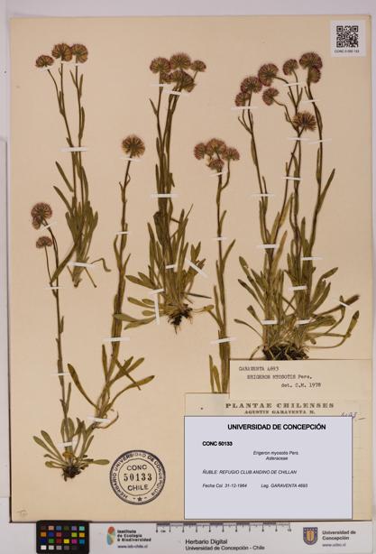 Erigeron myosotis [Espécimen: UDEC:CONC:0050133]