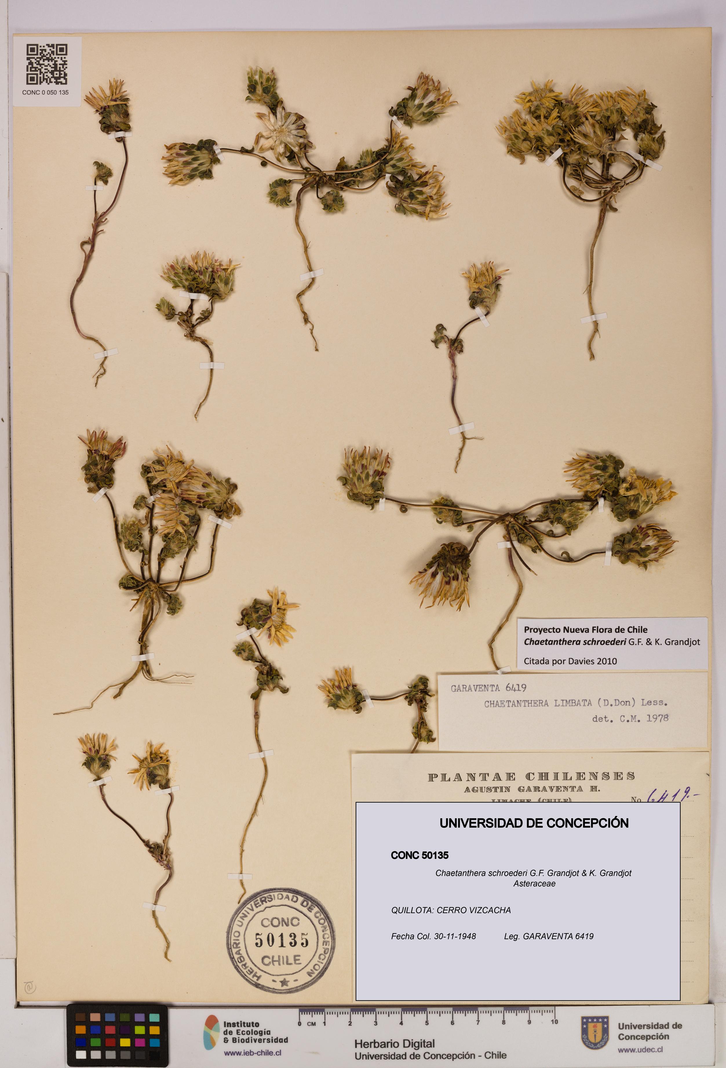 Chaetanthera schroederi [Espécimen: UDEC:CONC:0050135]