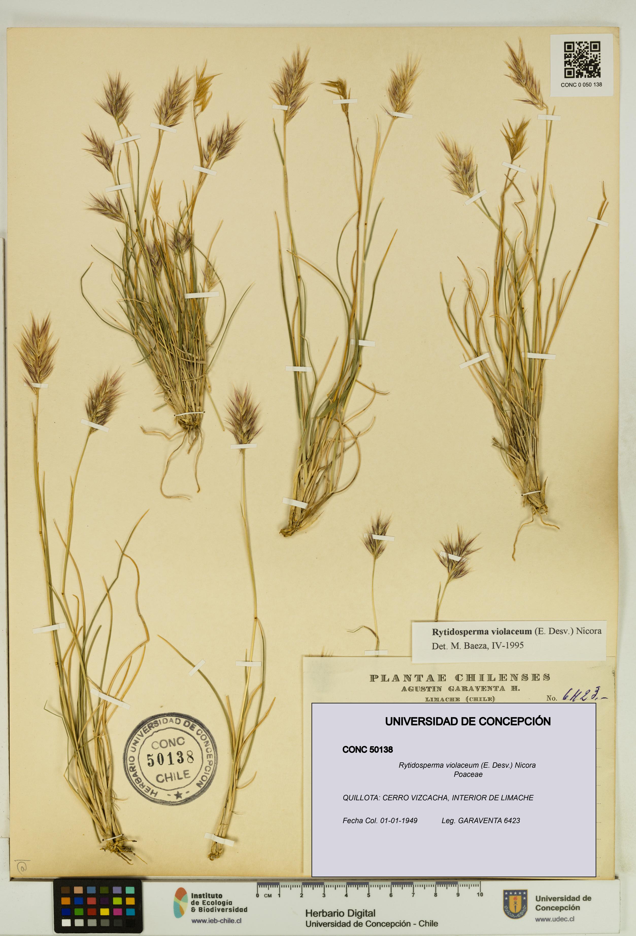 Rytidosperma violaceum [Espécimen: UDEC:CONC:0050138]