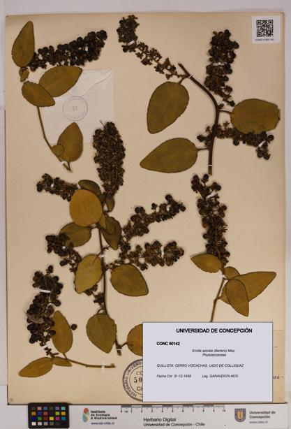 Ercilla spicata [Espécimen: UDEC:CONC:0050142]