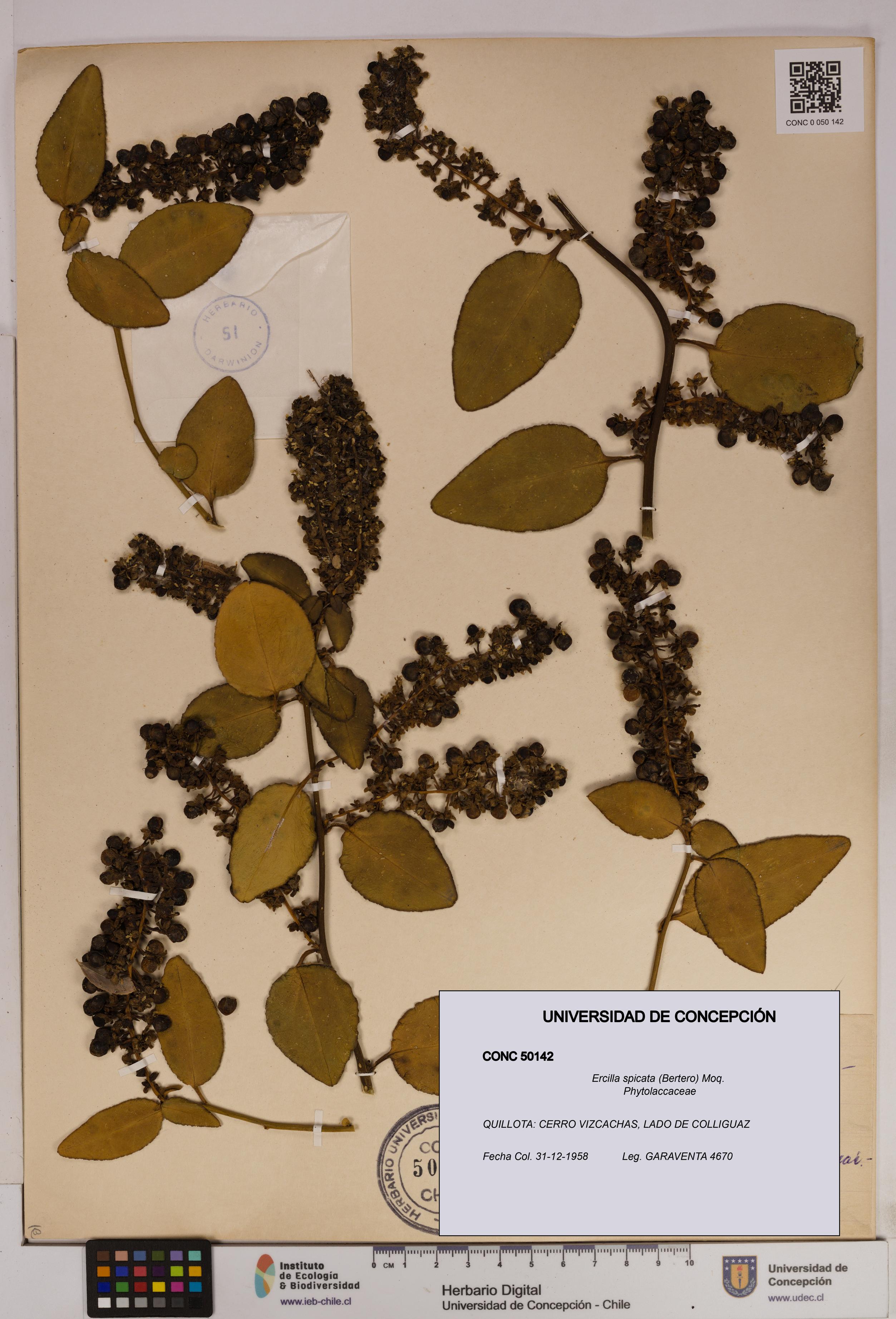 Ercilla spicata [Espécimen: UDEC:CONC:0050142]