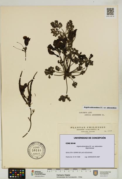 Argylia adscendens [Espécimen: UDEC:CONC:0050148]