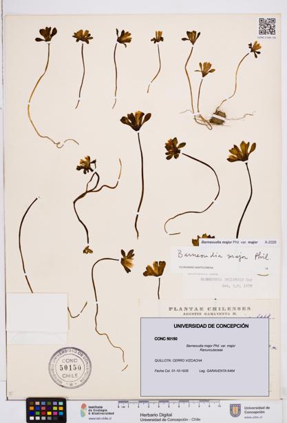 Barneoudia major var. major [Espécimen: ]