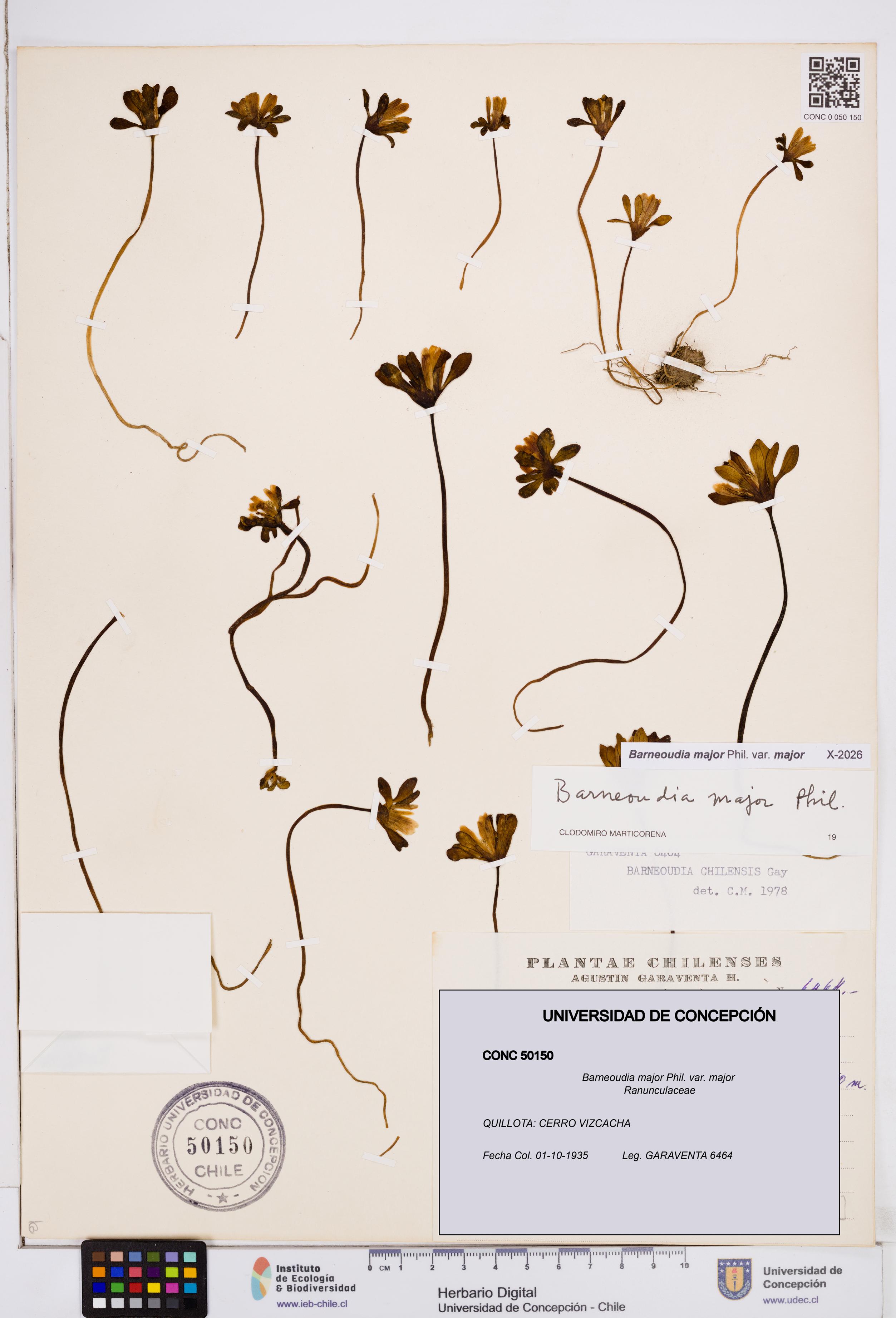 Barneoudia major var. major [Espécimen: ]