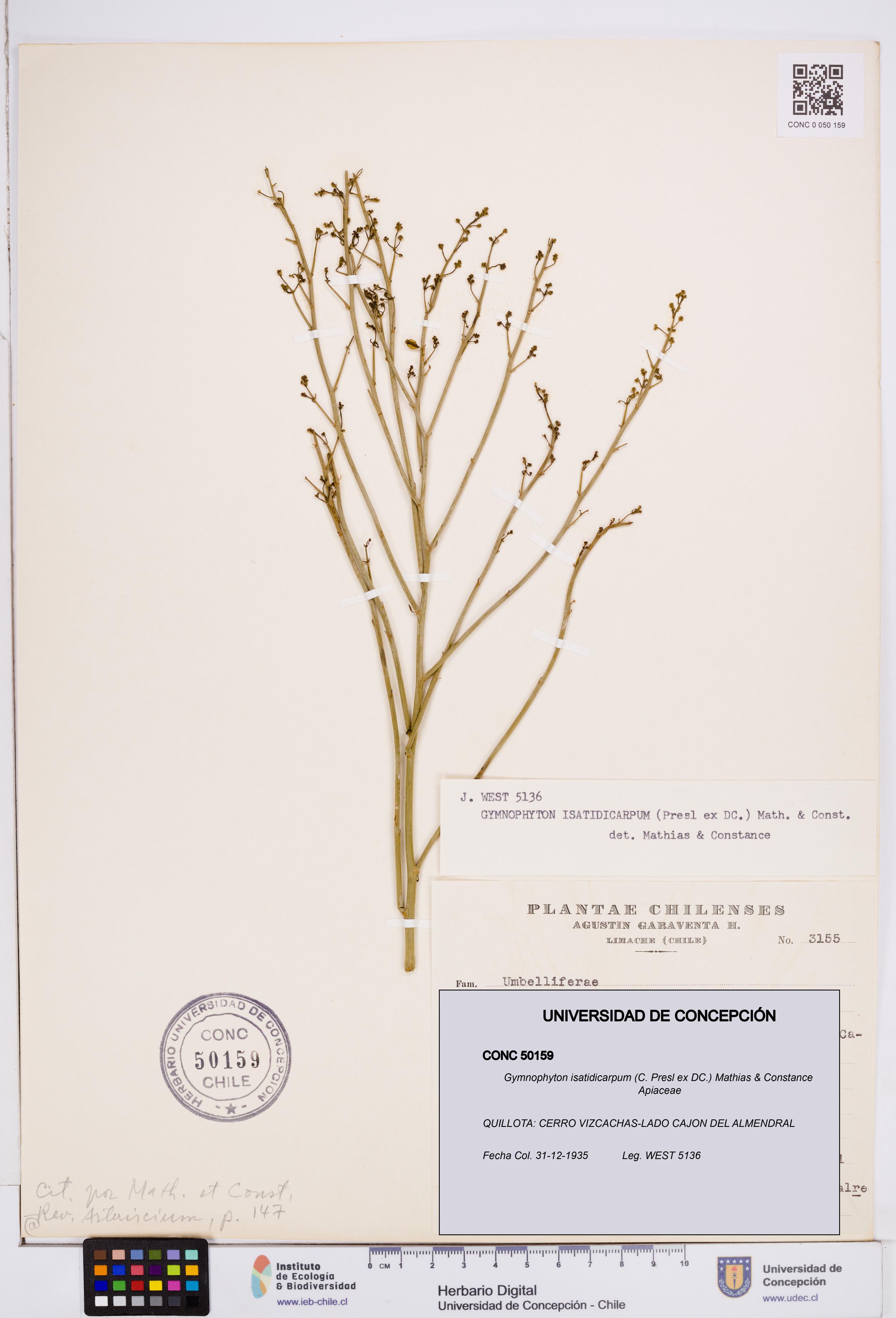 Gymnophyton isatidicarpum [Espécimen: ]