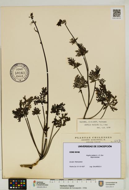 Argylia radiata [Espécimen: UDEC:CONC:0050162]