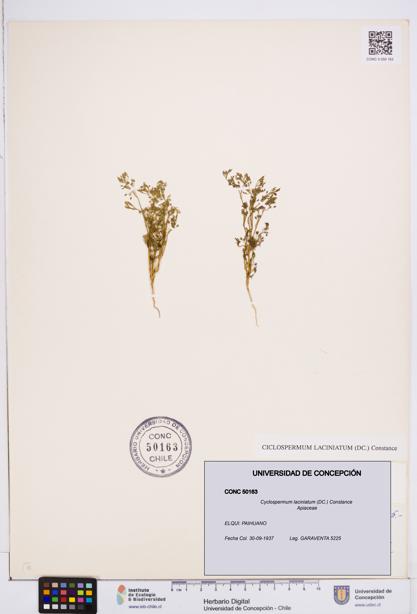 Cyclospermum laciniatum [Espécimen: ]