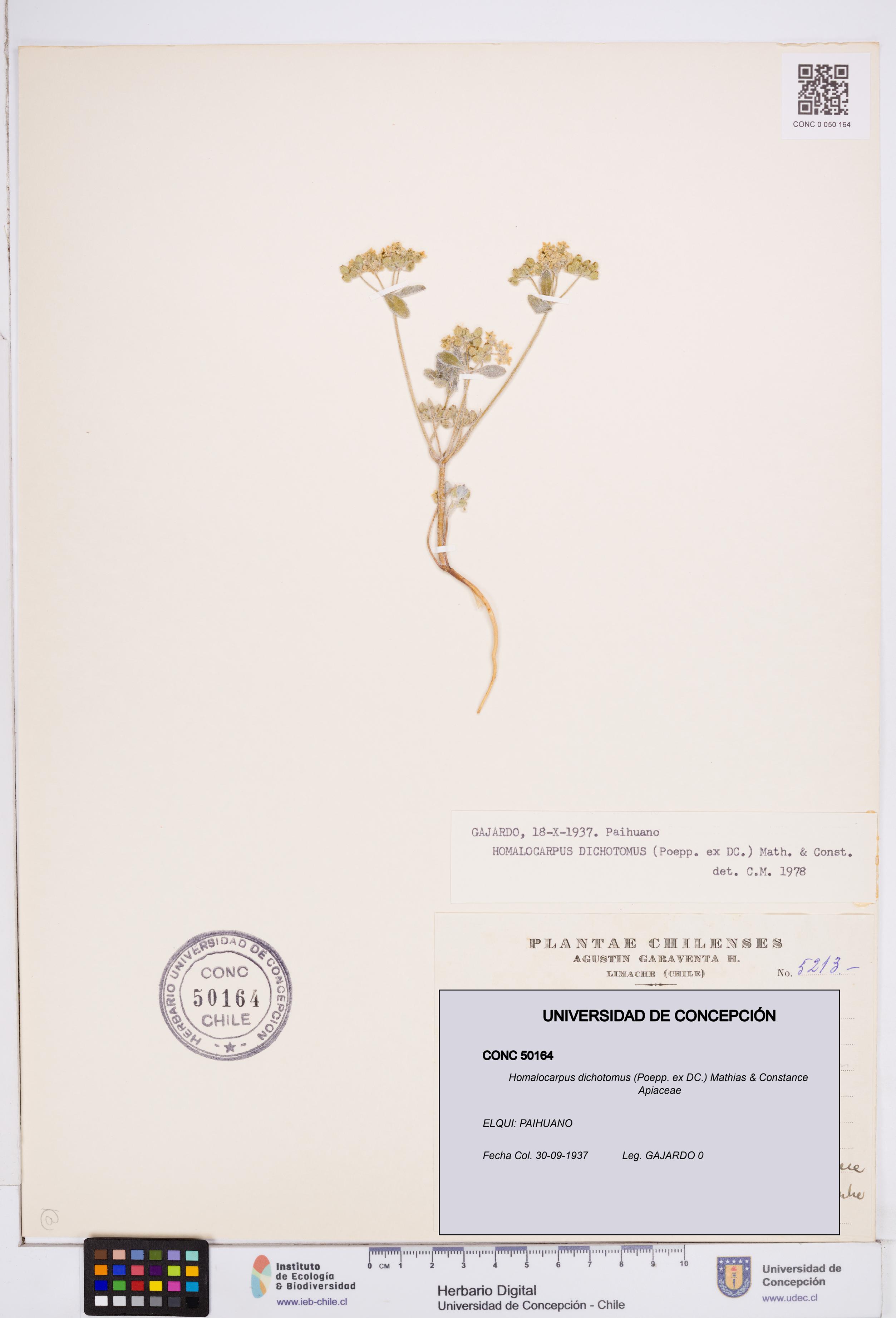 Homalocarpus dichotomus [Espécimen: ]