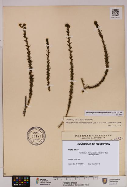 Heliotropium chenopodiaceum [Espécimen: UDEC:CONC:0050173]