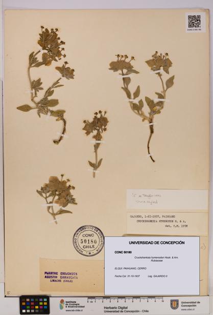 Cruckshanksia hymenodon [Espécimen: UDEC:CONC:0050180]